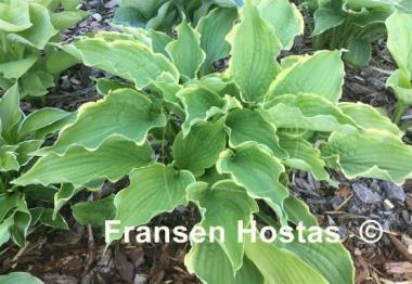 Hosta Spring Fling