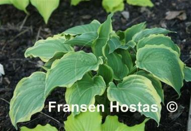 Hosta Spring Fling
