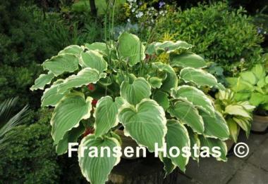 Hosta Spring Fling