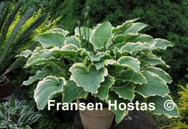 Hosta Spring Fling