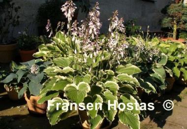 Hosta Spring Fling