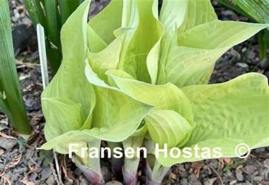 Hosta Spring Ghost