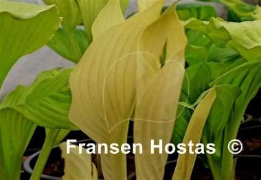 Hosta Spring Ghost