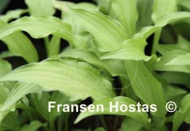 Hosta Spring Lace