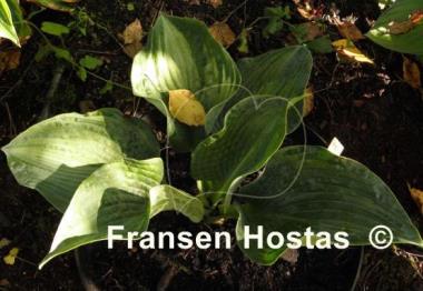 Hosta Spring Love