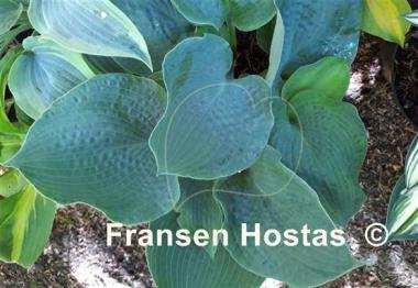 Hosta Spring Love