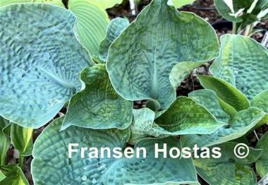 Hosta Spring Love