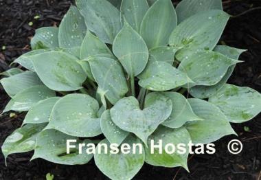 Hosta Spring Shower