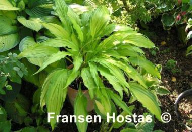 Hosta Spritzer