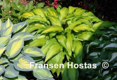 Hosta Spritzer