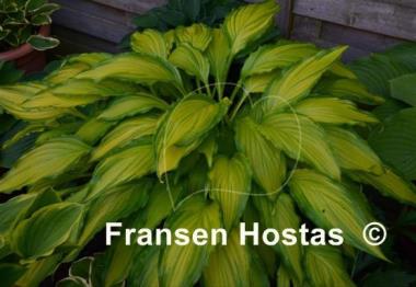 Hosta Spritzer