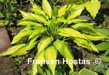Hosta Spritzer