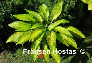 Hosta Spritzer