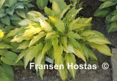 Hosta Spritzer