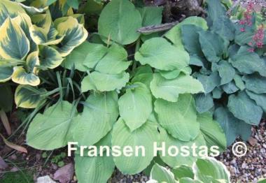 Hosta Squash Casserole