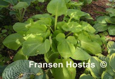 Hosta Squash Casserole