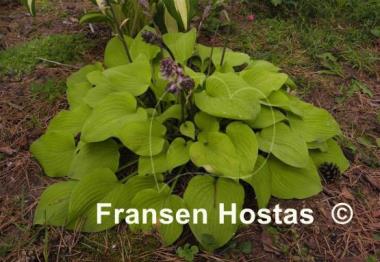 Hosta Squire Rich