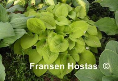 Hosta Squire Rich