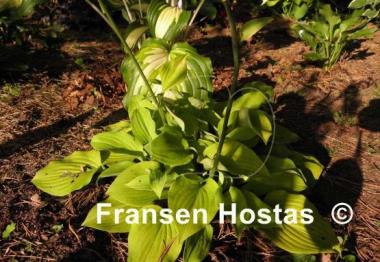 Hosta Squire Rich