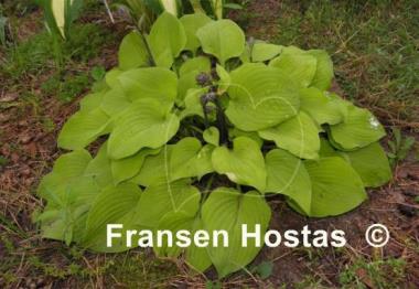 Hosta Squire Rich
