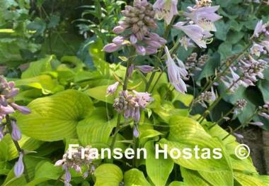 Hosta Squire Rich