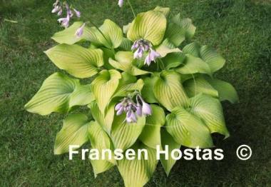 Hosta Squire Rich