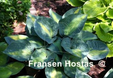 Hosta St. Paul