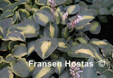 Hosta St. Paul