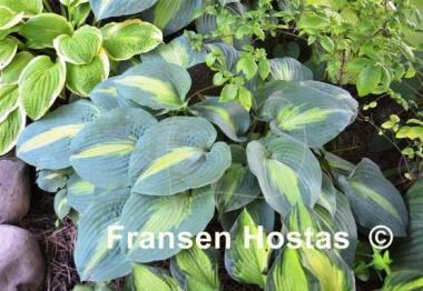 Hosta St. Paul