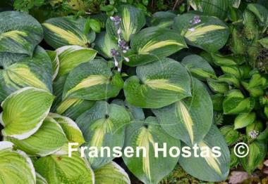 Hosta St. Paul