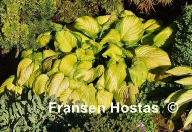 Hosta Stained Glass