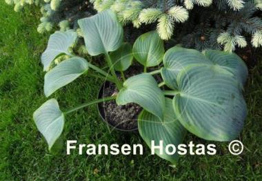 Hosta Stan the Man