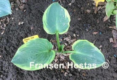 Hosta Stan the Man