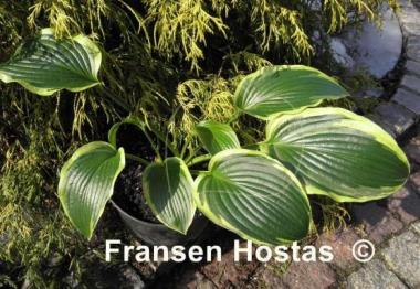 Hosta Stand Corrected
