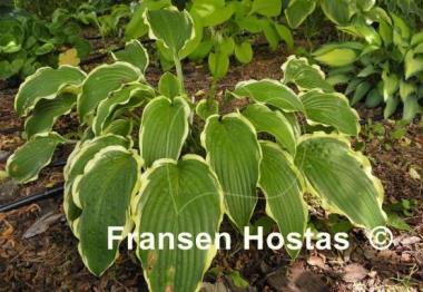 Hosta Stand Corrected