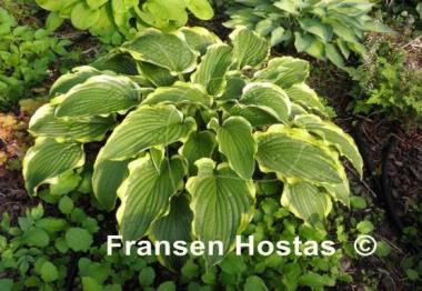 Hosta Stand Corrected