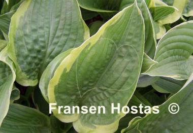 Hosta Stand Corrected