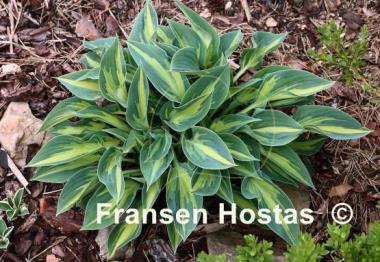 Hosta Stand by Me