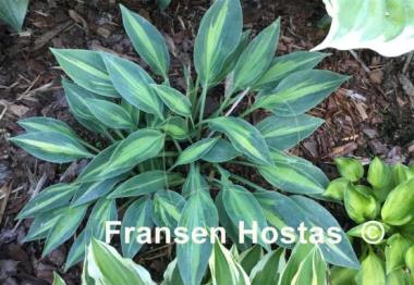 Hosta Stand by Me