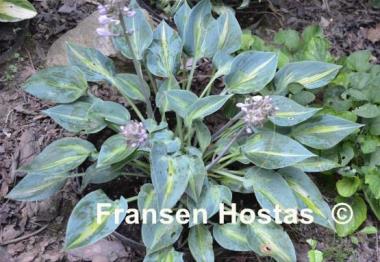 Hosta Stand by Me