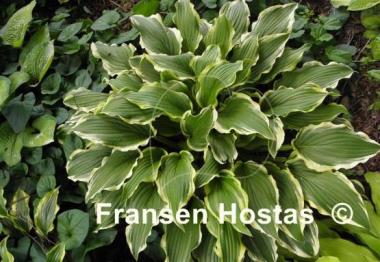 Hosta Star Light Star Bright