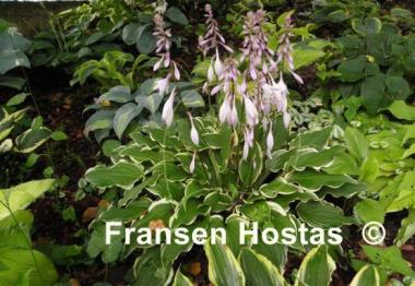 Hosta Star Light Star Bright