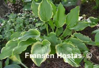 Hosta Star Light Star Bright