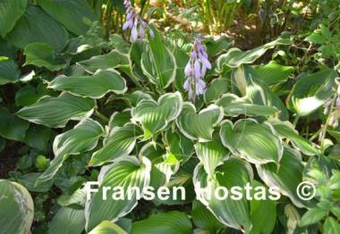 Hosta Star Light Star Bright