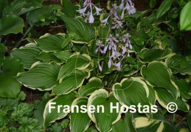 Hosta Star Light Star Bright