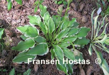 Hosta Star Light Star Bright