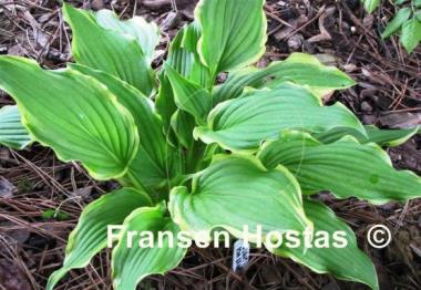 Hosta Star Light Star Bright