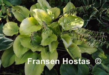 Hosta Star Power