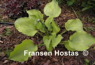 Hosta Star Power