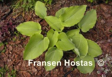 Hosta Star Power